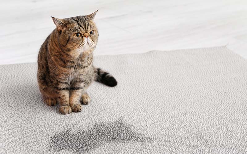 carpet cleaning in bronx, carpet cleaning in bronx, carpet cleaning bronx, carpet cleaners in bronx, carpet cleaners in bronx, commercial carpet cleaning, commercial carpet cleaning in bronx, bronx rug cleaners, rug cleaning services in bronx, same day carpet cleaning, same day rug cleaning